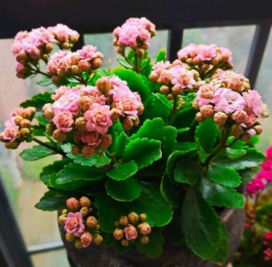 不带盆的长寿花买回来怎么处理,长寿花新买的不带盆的能栽活吗