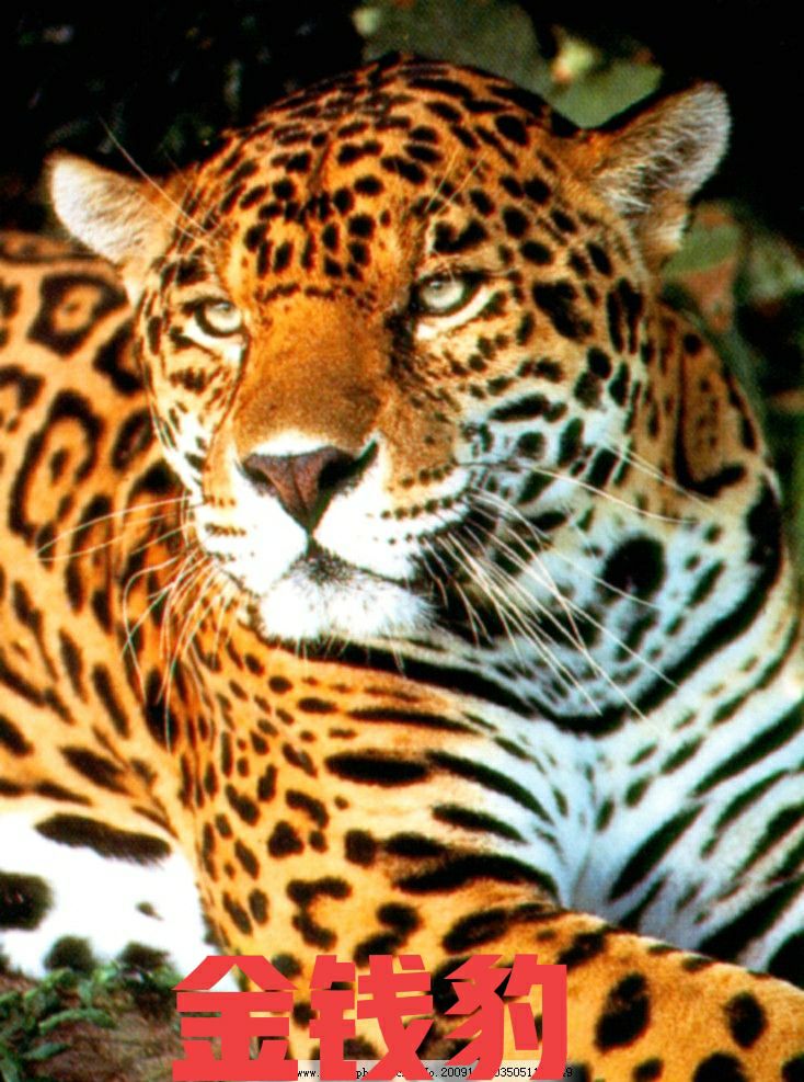 金钱豹的保护现状,金钱豹伤人吗