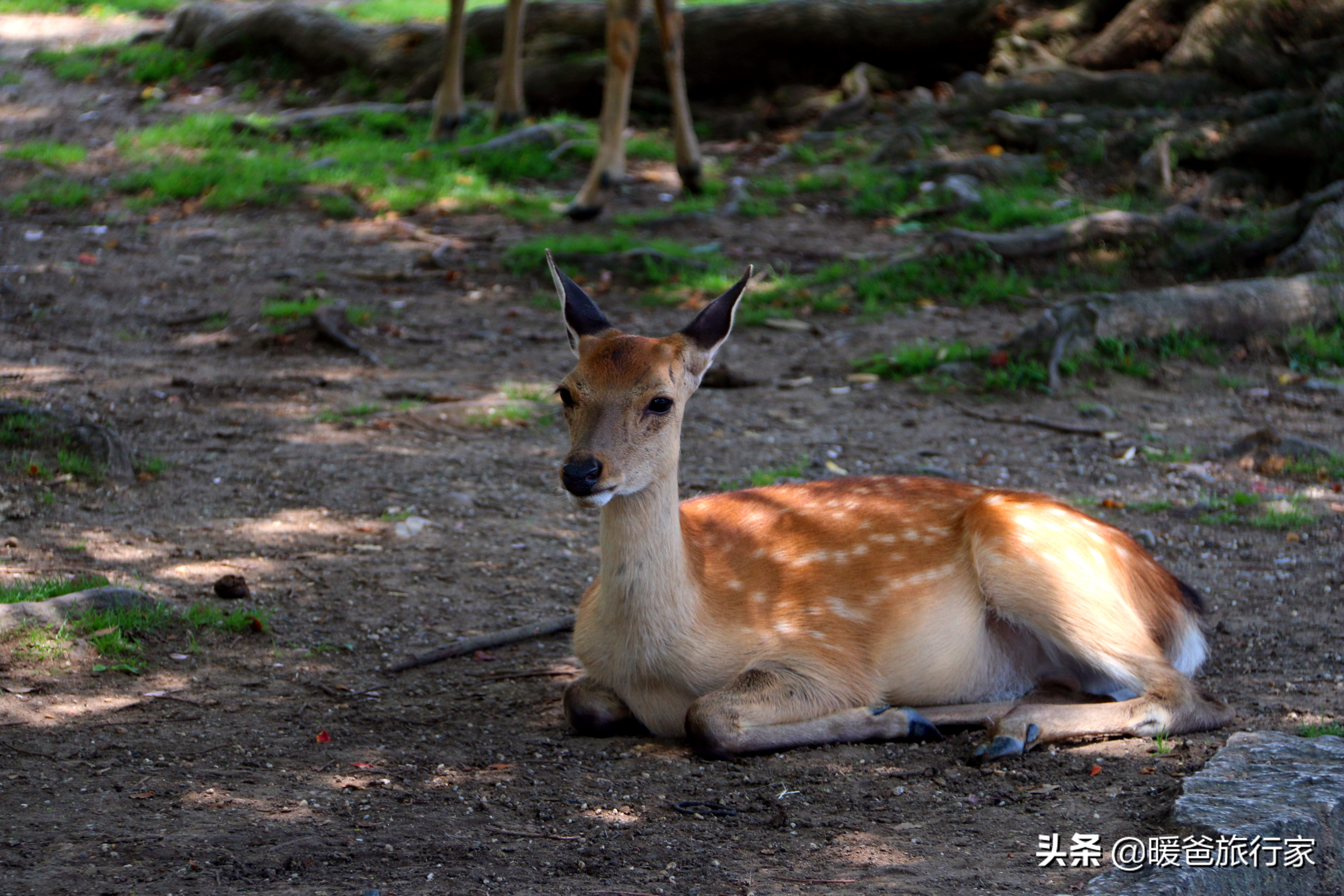 奈良旅行攻略,奈良寻鹿完整版视频