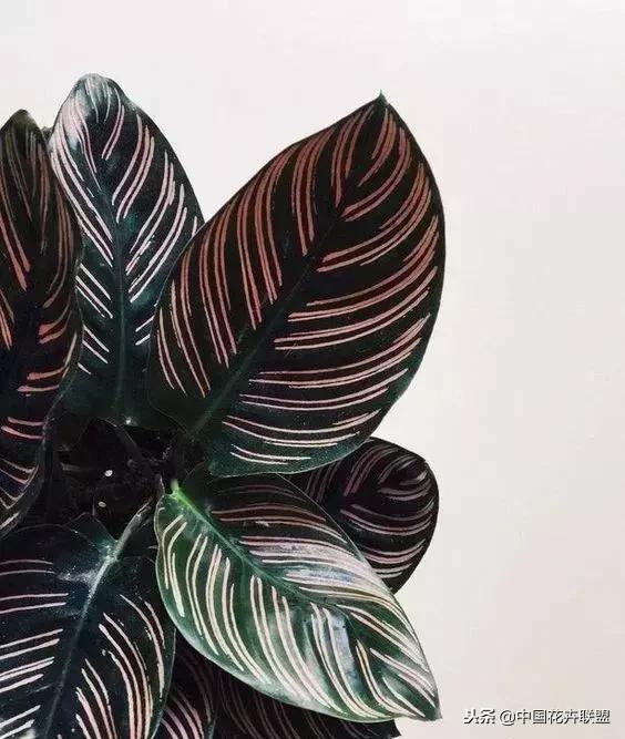 打翻了调色盘的花,打翻了调色盘的美景