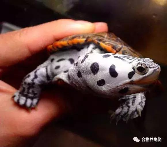 龟生病了加温有用吗,龟生病了晒太阳好吗