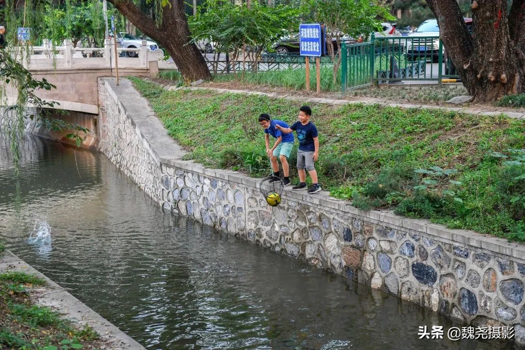 北京北坞公园里的京西稻又熟了，曾经只有皇上才能吃上这儿的大米