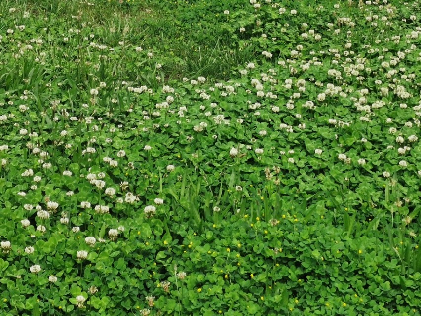 青岛高新区的公园让人们享受,青岛有个特别美的地方