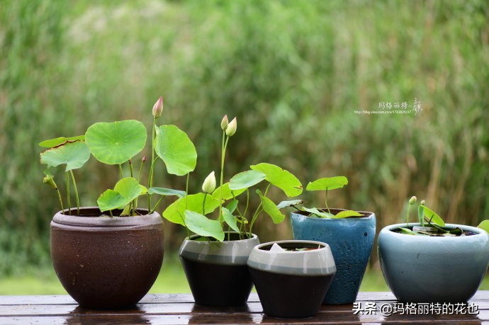 种碗莲要注意的几点,碗莲需要重复种植吗