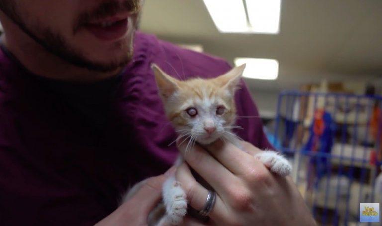 猫咪眼睛受伤严重可以自愈么,猫咪眼睛红肿泪痕严重