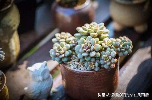 小植物该怎么养才好养活,养花新手都养不死的植物