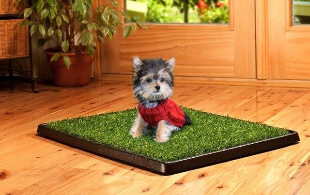 狗狗定点定时便便教程,三步让狗狗告别随地大小便