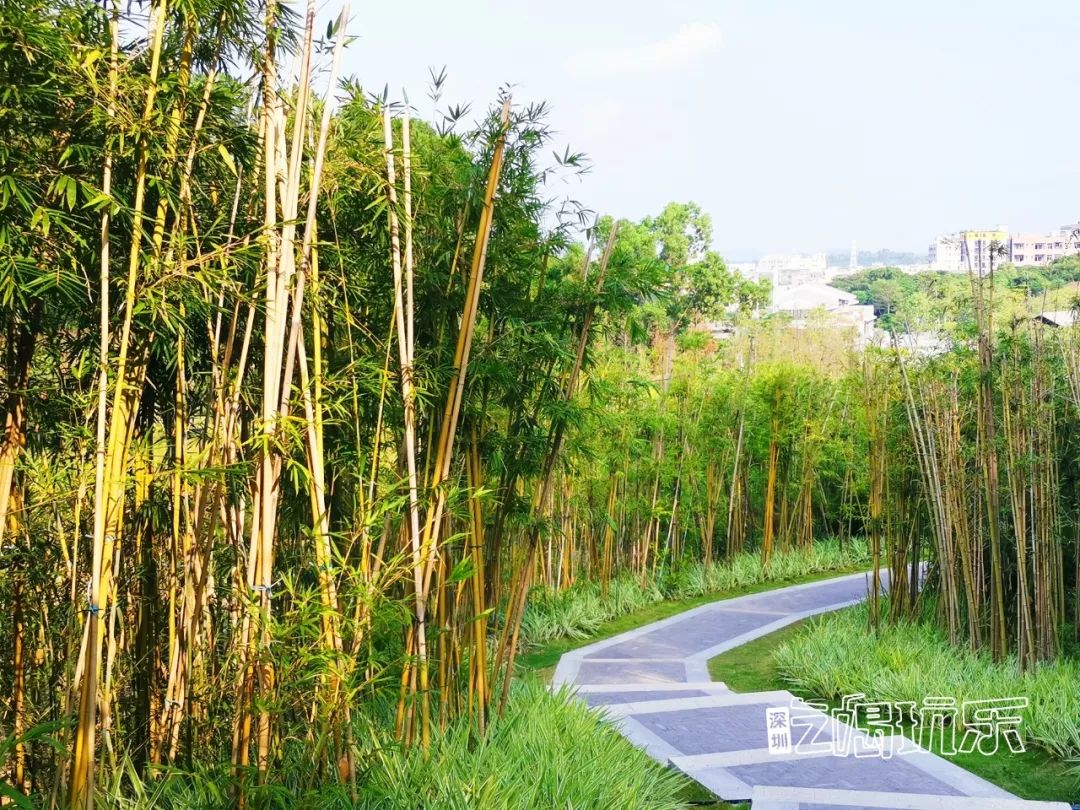 深圳最美簕杜鹃谷公园花海,宝安区花海赏花景点