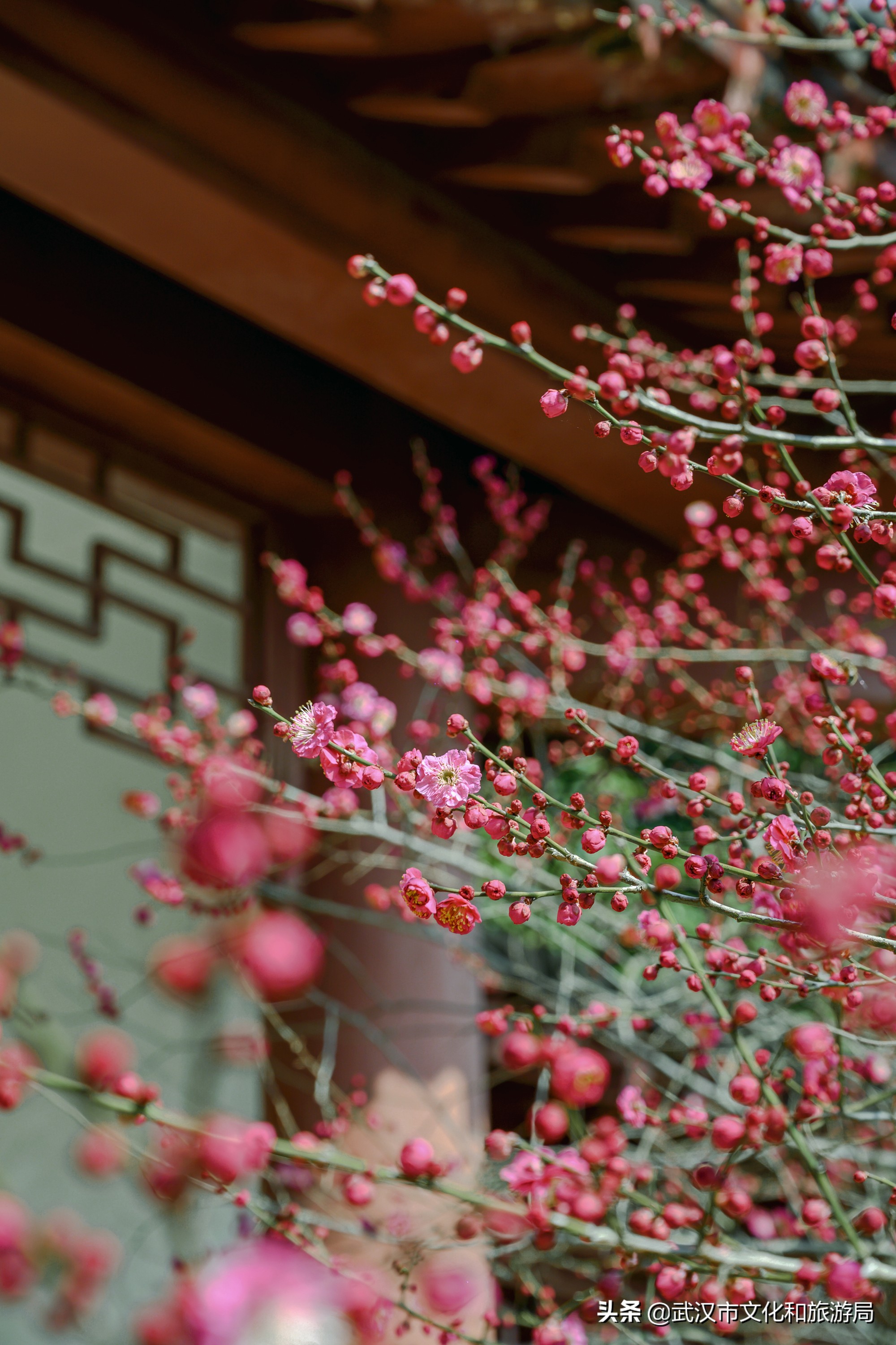 十大赏樱花胜地,赏樱必去武汉四大绝美樱花园