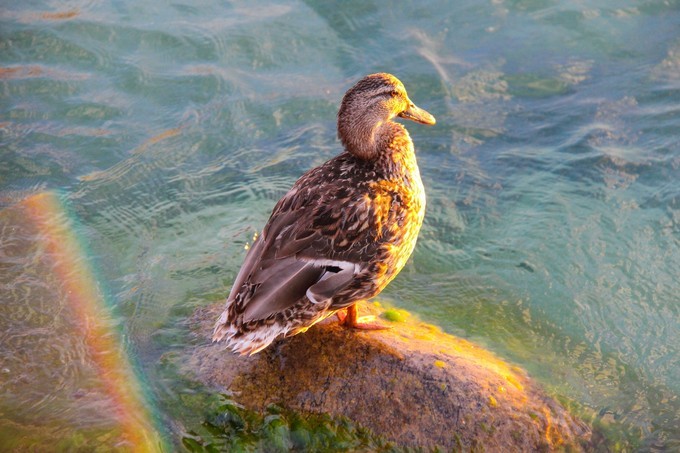 瑞士蒙特勒镇旅游攻略,蒙特勒小镇美景