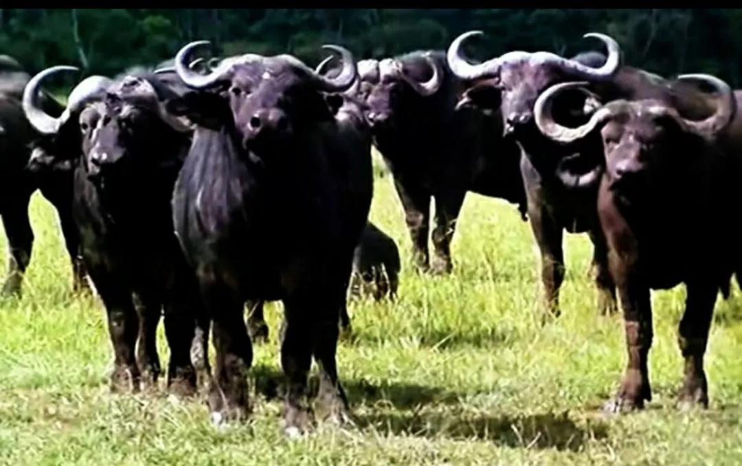 春天里的致敬,春天里的致敬合拍