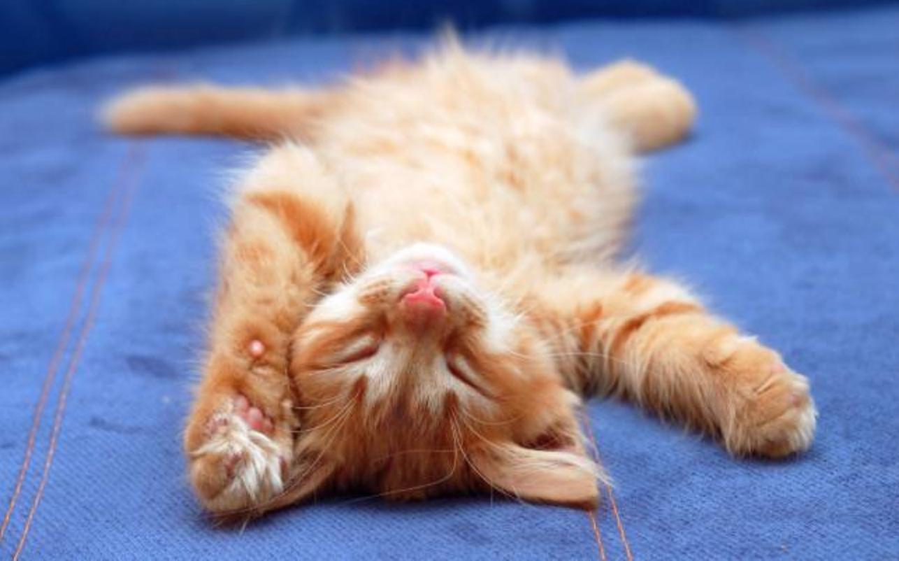 猫咪皮肤干燥有皮屑用什么沐浴露,冷知识猫咪也会打冷颤