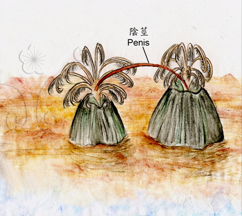 为了更好地传宗接代，动物们进化出了这些奇葩的交配行为