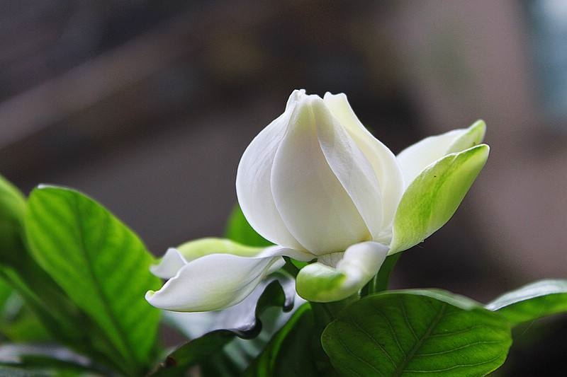 栀子花的叶子发黄怎么办,栀子花的叶子发黄怎么回事