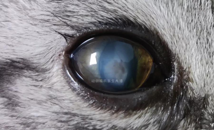 猫咪角膜溃疡,眼睛上圆形凹陷,滴药后痊愈