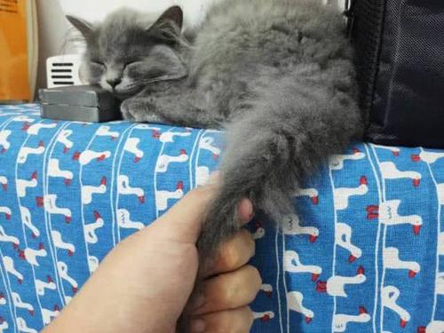 为什么有人把猫咪胡须剪了,拽猫尾巴会发生什么