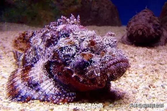 各种寿司纯鲜三文鱼刺身,日本传统寿司都用什么鱼