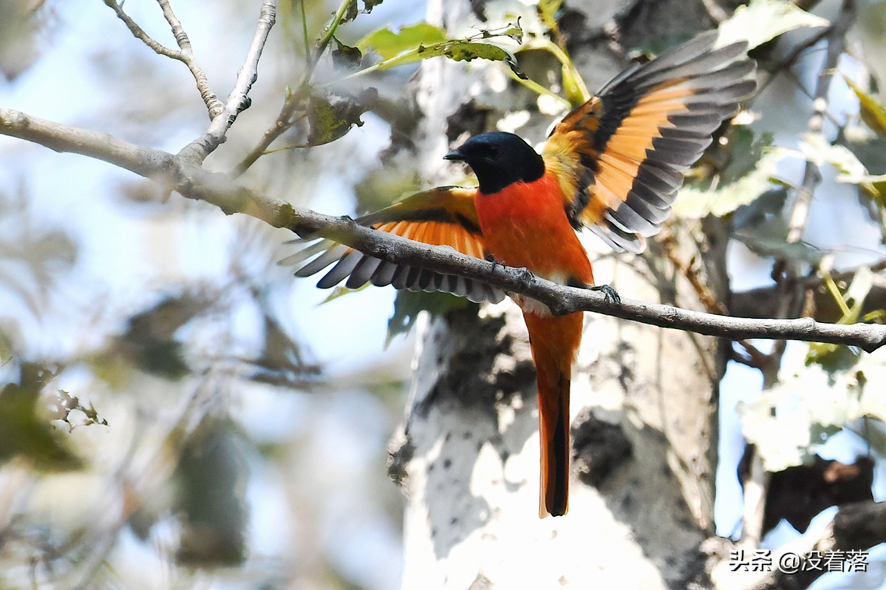 「10.13」北京沙河观鸟日记：收获长尾山椒鸟与中华攀雀