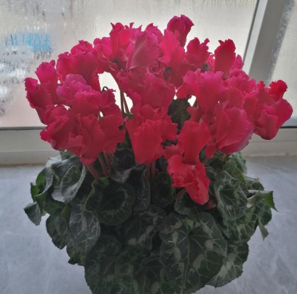 仙客来黄叶的原因怎么解决,仙客来花黄叶怎么补救最快