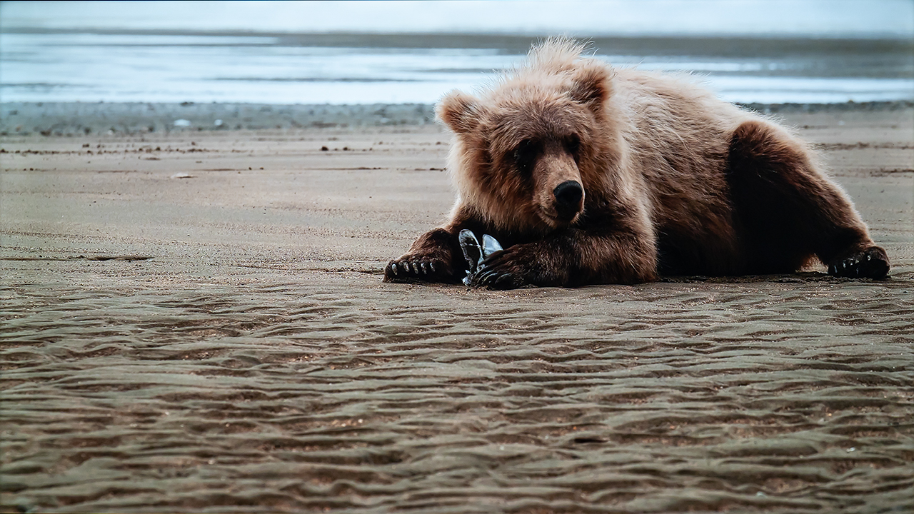 现在一千块钱左右的电视机,现在一千块手机
