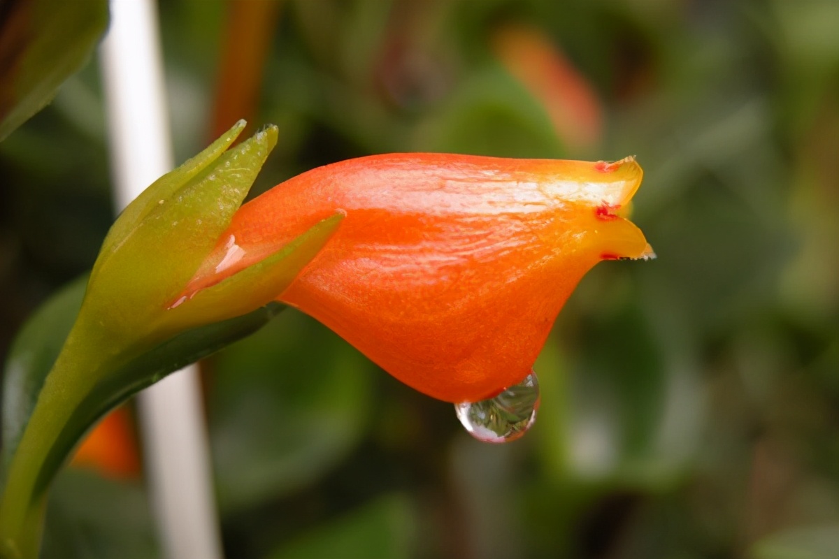 金鱼吊兰怎么养越养越亮,金鱼吊兰怎么养最旺盛