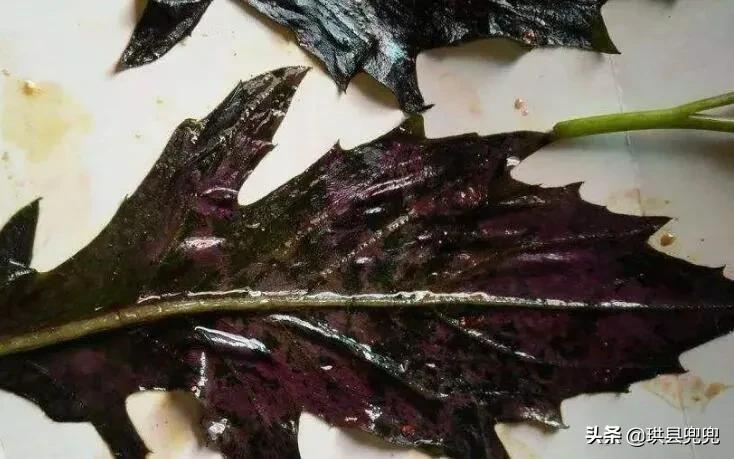 宜宾吃血皮菜中毒,儿童吃血皮菜炒猪肝