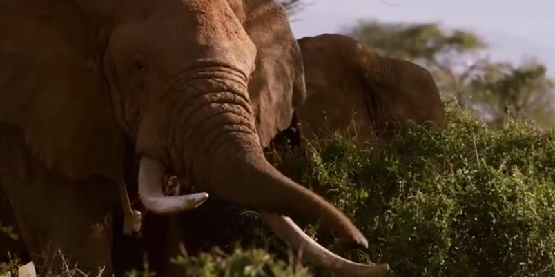 大象大战100只多头蛇,大象之间的求偶战