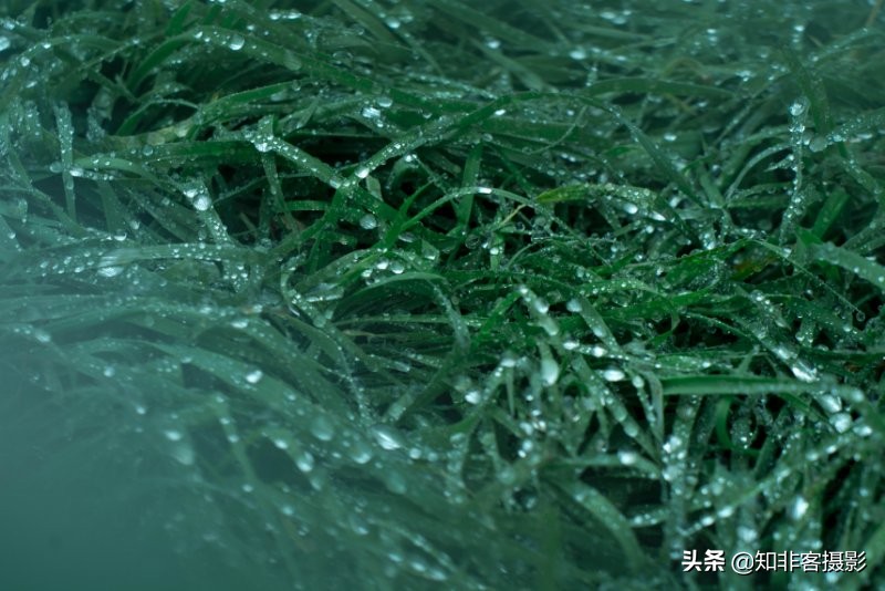 100元m43大光圈镜头推荐,50mm1.7定焦镜头怎么样