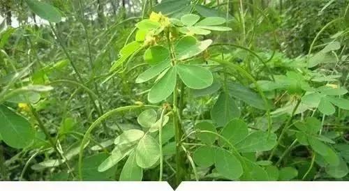 植物小时候和长大的名字不一样,小时候一种类似于甘蔗的植物