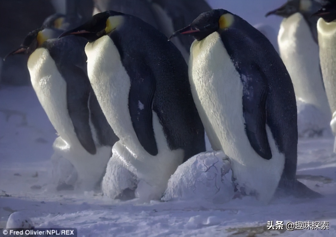 企鹅在南极为什么不被冻死,南极企鹅冻死真相