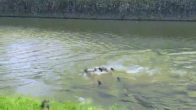 新加坡打架最惨烈的一次,新加坡出租车司机种族冲突