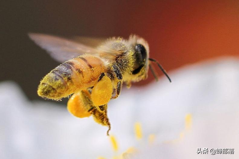 中蜂蜂王身上大蜂螨,中蜂原生虫病
