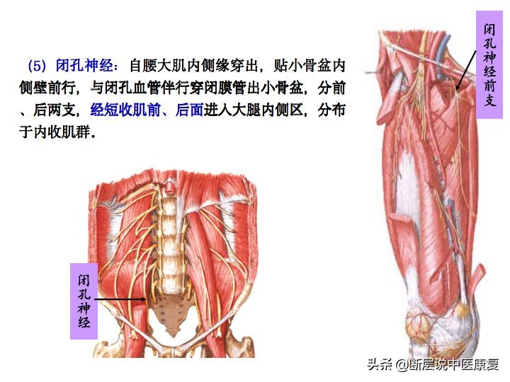 中枢神经系统断层解剖讲解,中枢神经3d解剖动画
