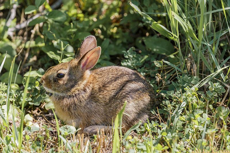 养兔疾病治疗方法中药验方,养兔技术与兔疾病防治顺序流程