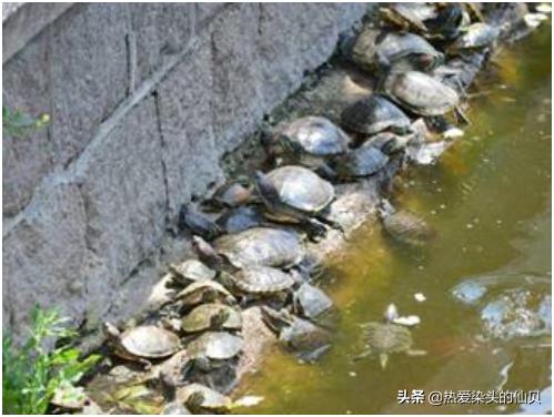 龟易应激怎么调理,龟生病是怎样的表现