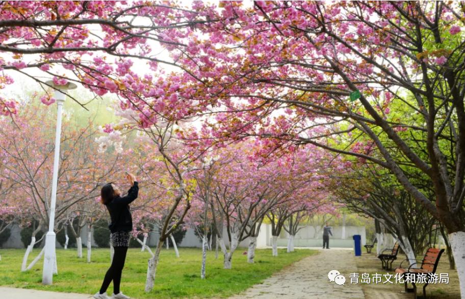 识花赏花学知识,赏花识花学知识