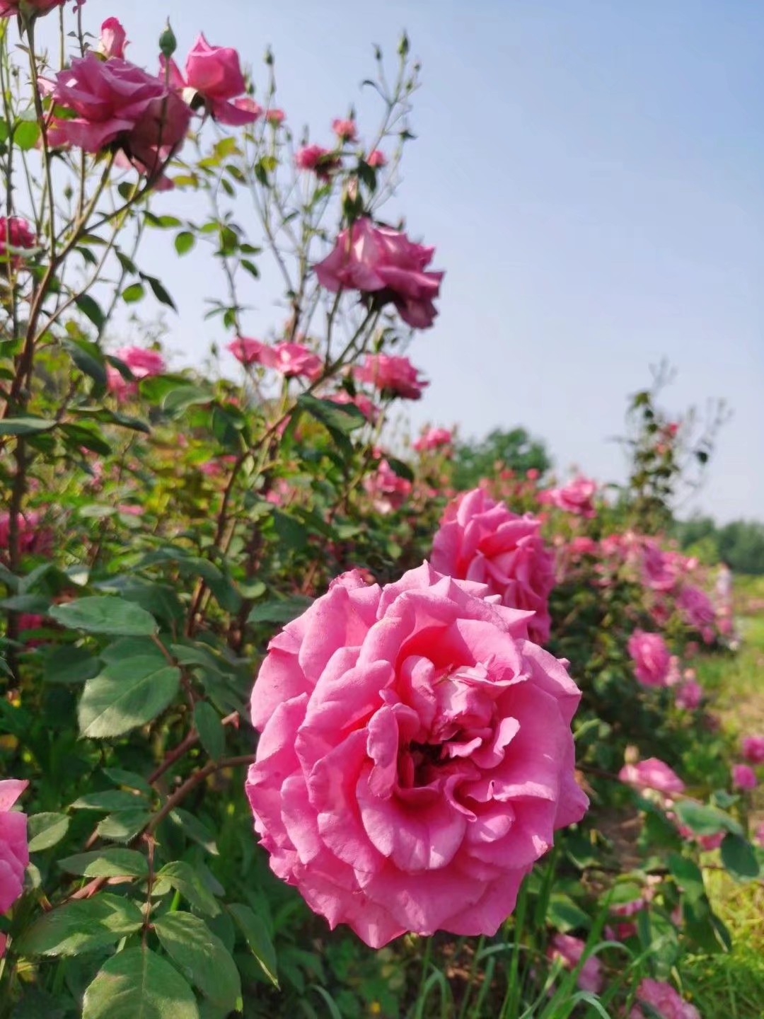 我家太太今年80岁了，住在长寿之乡——钟祥