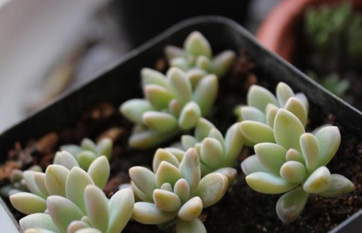 夏季多肉淋雨了怎么处理,多肉淋雨了怎么处理