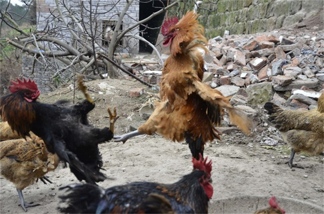 大公鸡吃完蜈蚣变得很凶,大公鸡经常吃蜈蚣会有什么变化