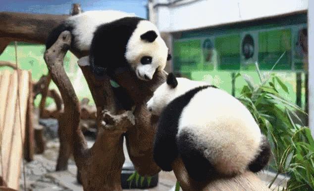 广州长隆野生动物世界的奇幻之旅,番禺长隆野生动物园1天旅游攻略