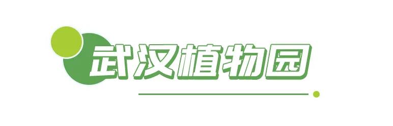 春光恰好清明小长假赏花指南,清明小长假花海