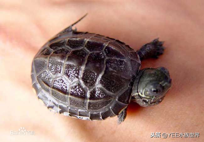 这些年对养龟的误解,养龟需注意的事情