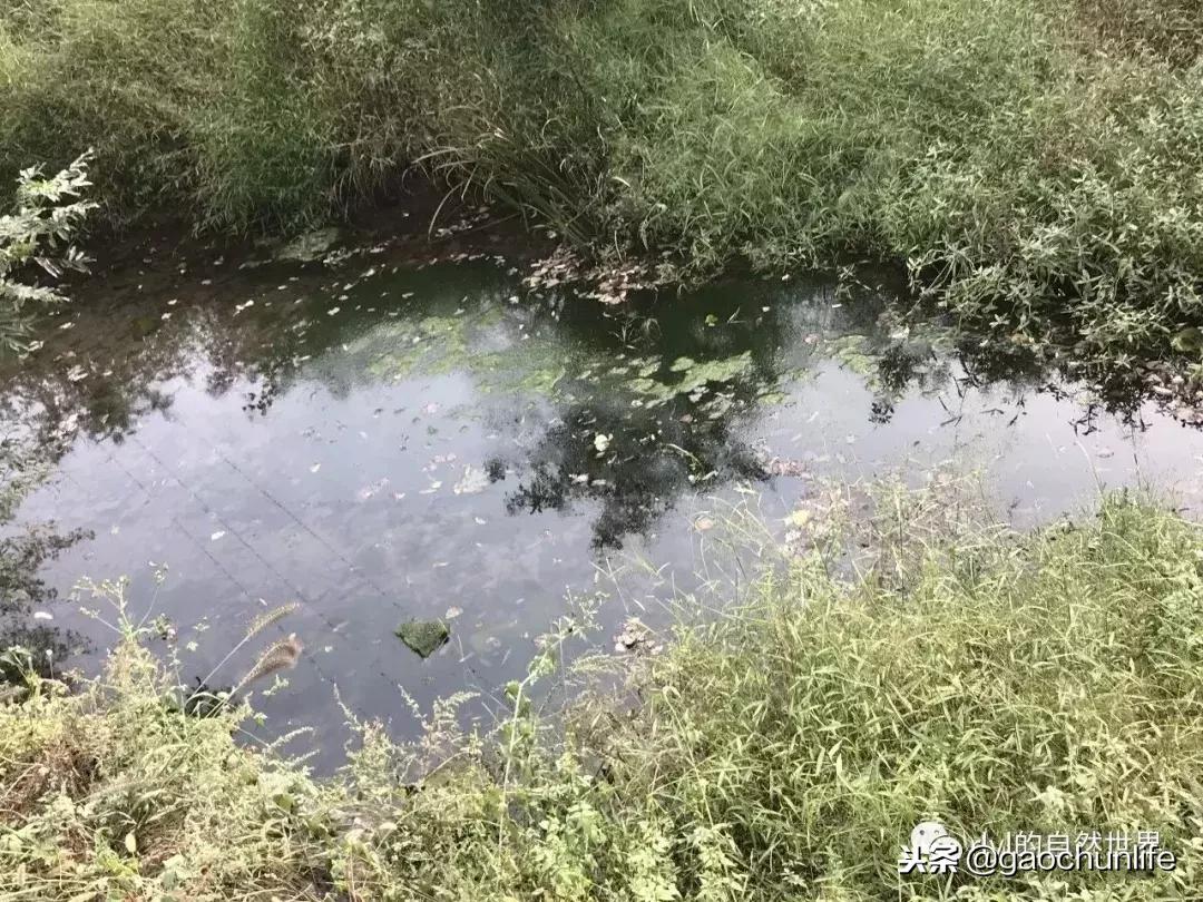 草龟难养,养草龟笔记