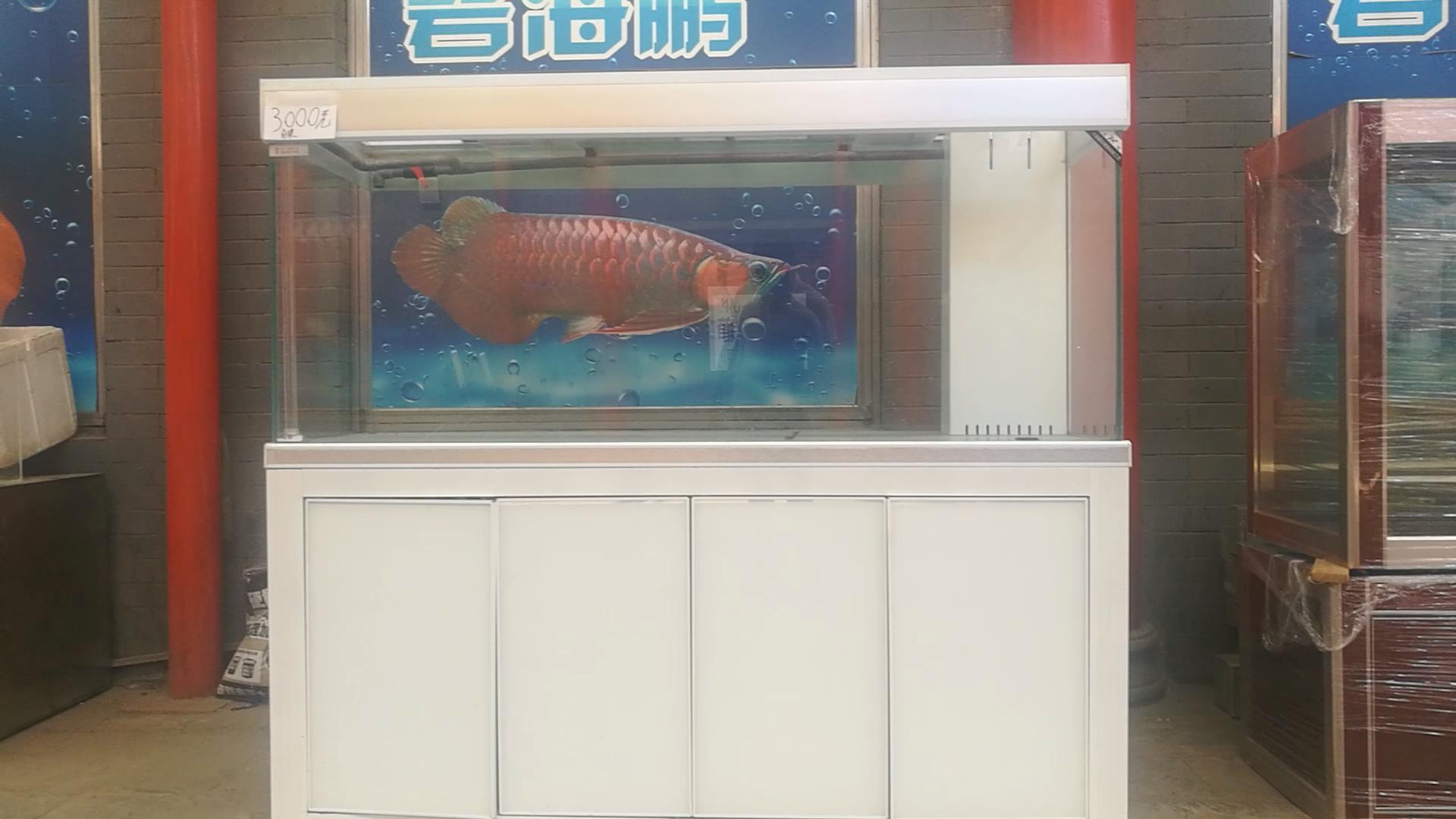 2020年北京观赏鱼批发市场夜市,观赏鱼夜市北京