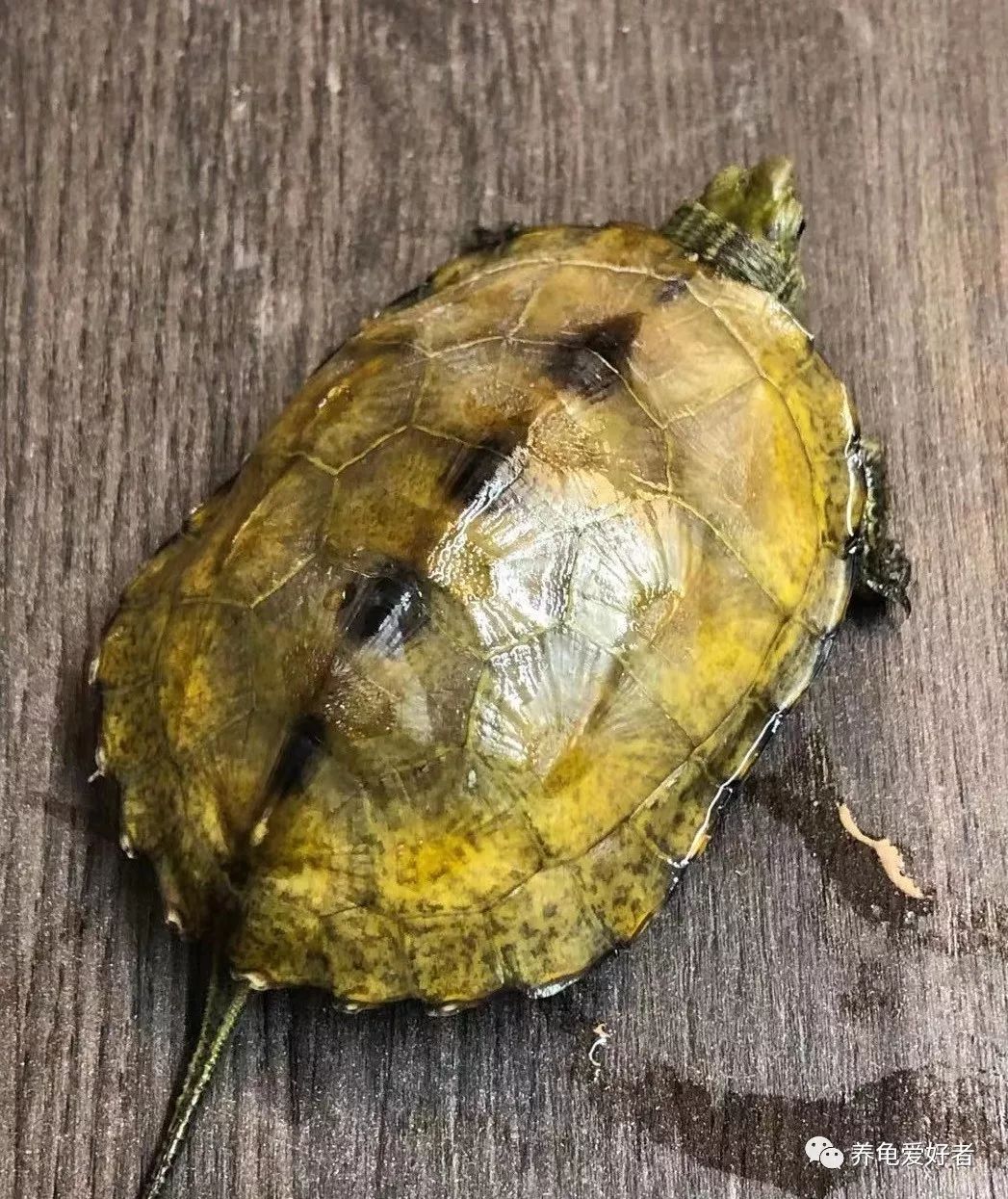 养龟界的这几个问题,养龟的3大争议你怎么看