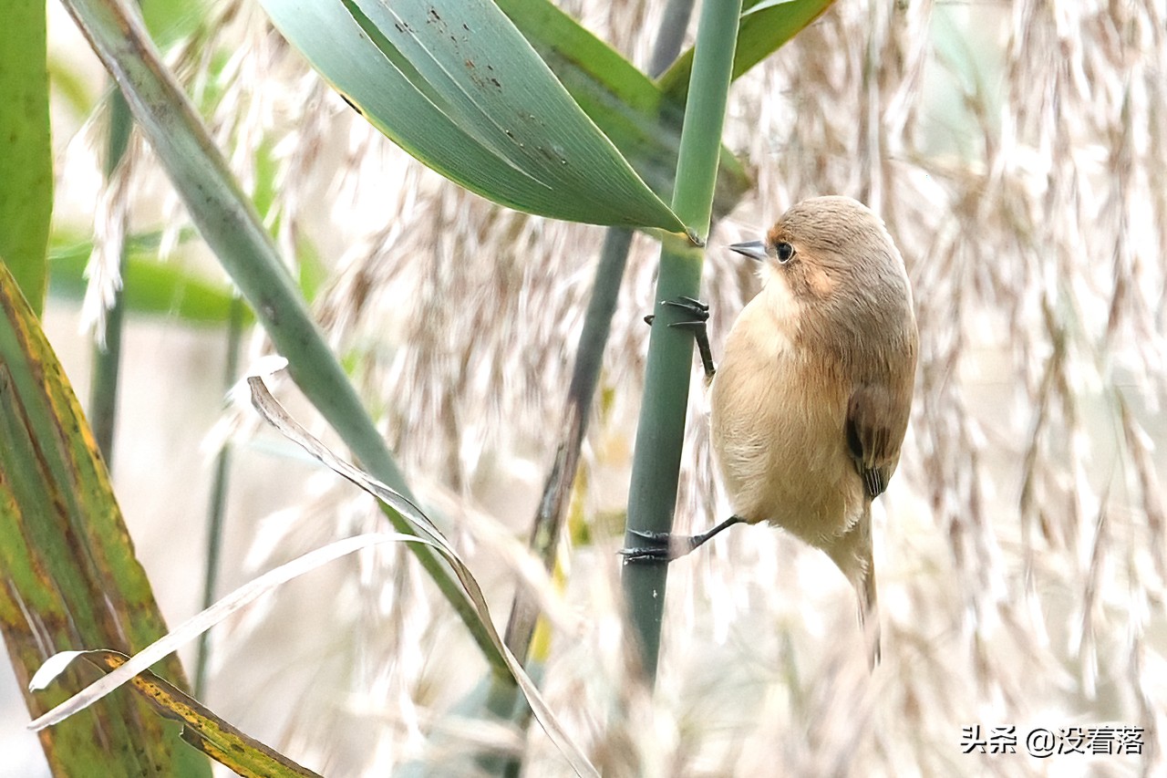 「10.13」北京沙河观鸟日记：收获长尾山椒鸟与中华攀雀