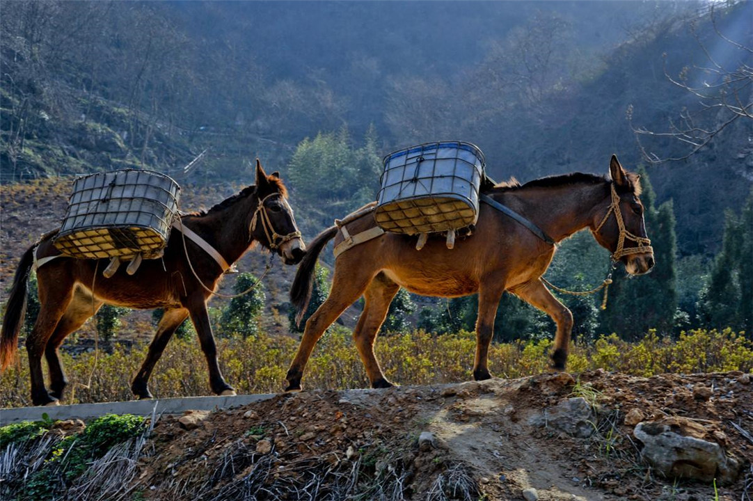 为什么骡子不能生育的民间故事,骡子不能生育是马和驴惹的祸
