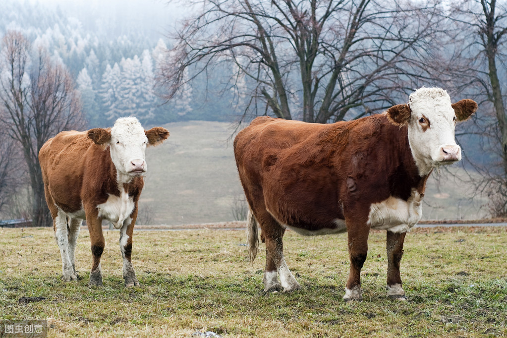 治母牛子宫内膜炎可打针吗,母牛怀孕子宫内膜炎怎么治疗