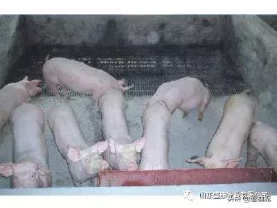 复合漏粪地板价格,养猪用漏粪地板哪种好