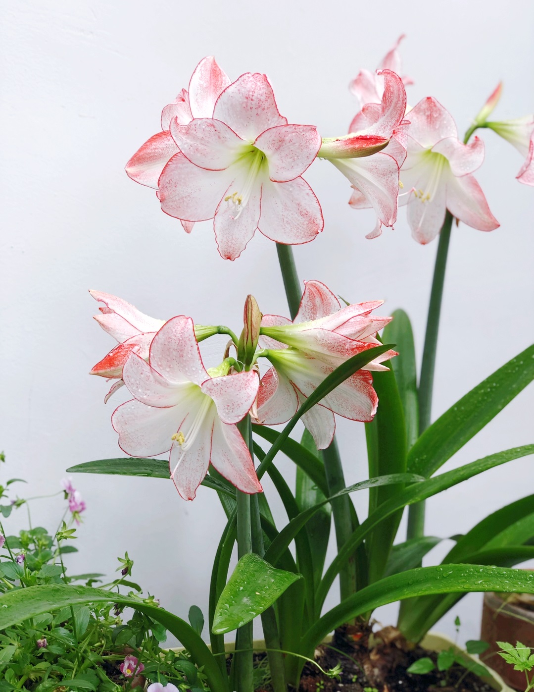 单瓣朱顶红品种最像鬼魅,朱顶红仙气品种